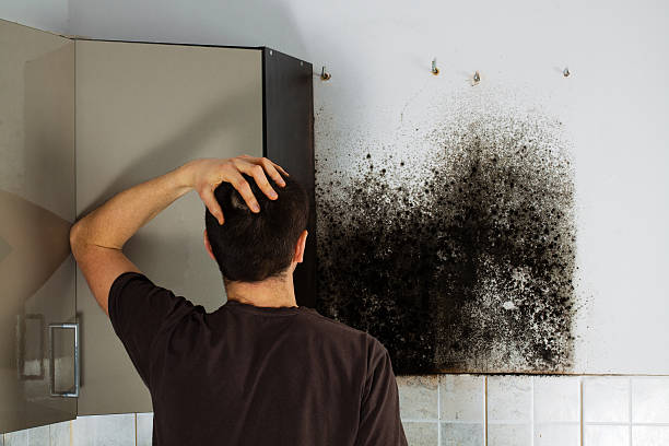 Office Mold Removal Services in New Square, NY