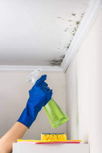 Best Mold Cleaning Services  in New Square, NY
