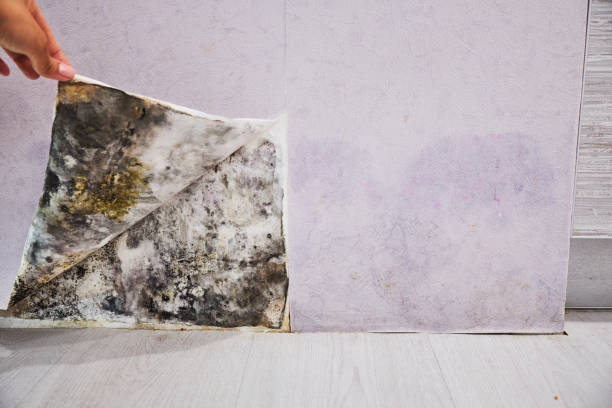 Reliable New Square, NY Mold Removal Solutions